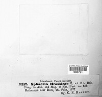 Cladorrhinum olerum image